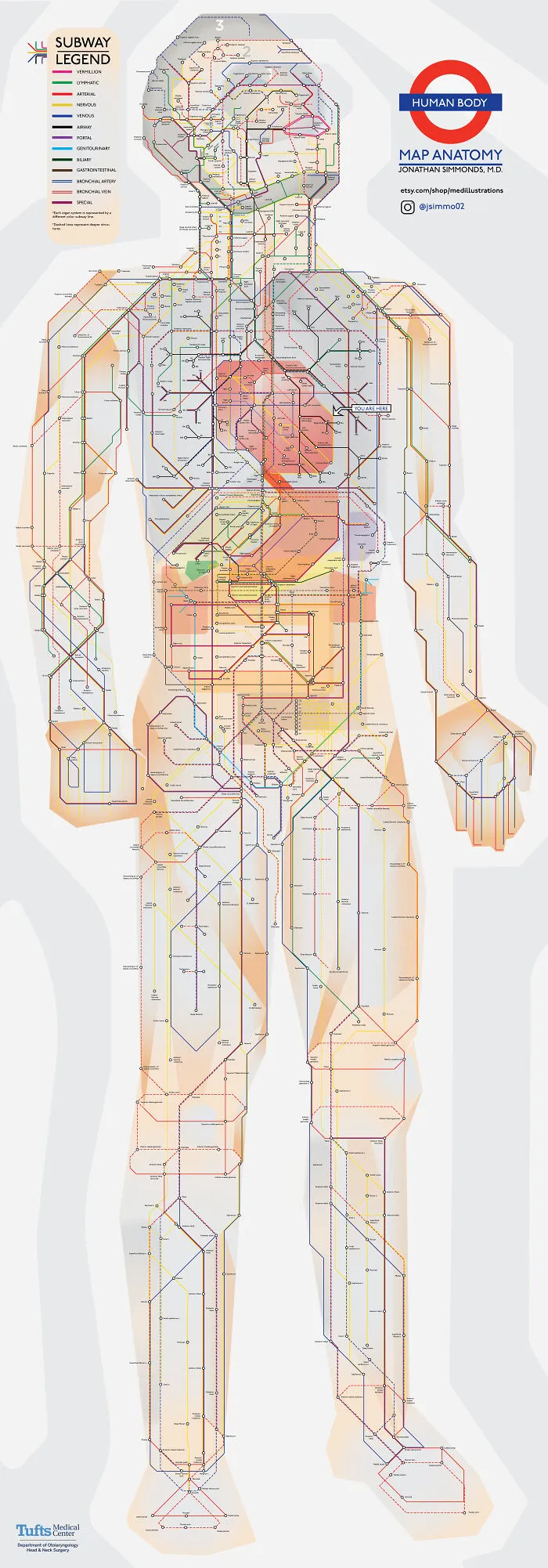 Anatomy Of The Human Body, In The Style Of The London Underground Map