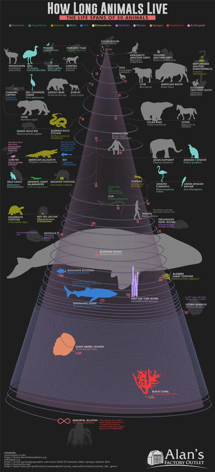 How Long Animals Live - The Lifespan Of 50 Animals Visualized On A Spiral