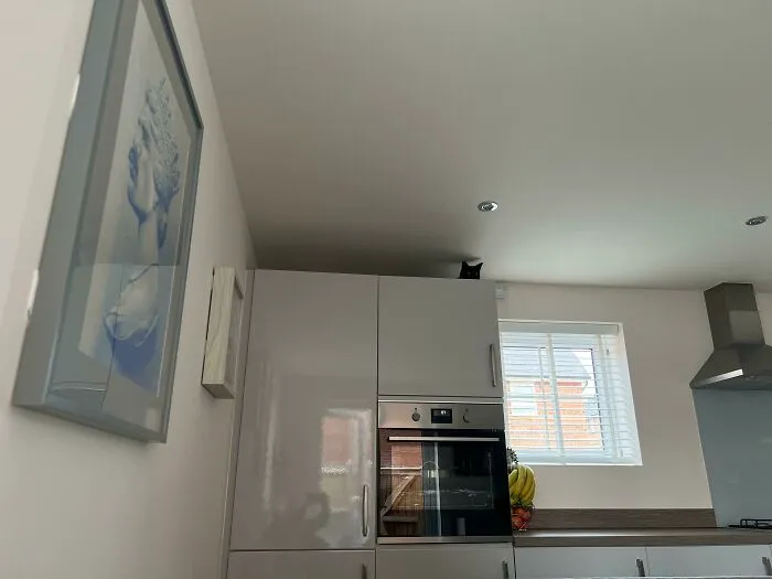 Escuché un ruio en la cocina mientras estaba sentado leyendo. No tengo gato.