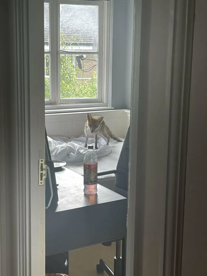Hay un zorro en mi dormitorio en el piso de arriba. No sé cómo ha entrado