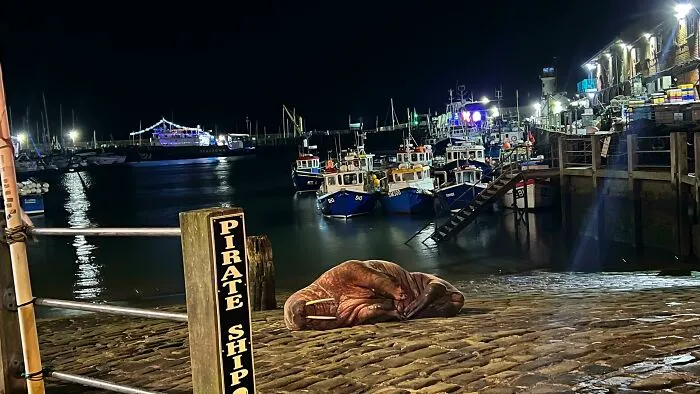Había una morsa echándose una siesta en el puerto de Scarborough