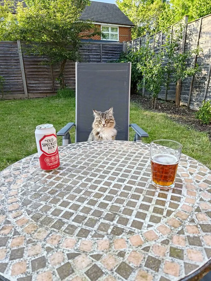 Este no es mi gato