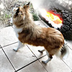Bo - learning dog and cat trainer -