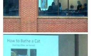 50 Funny Cat Photos Anyone Who Has Cats Should Appreciate