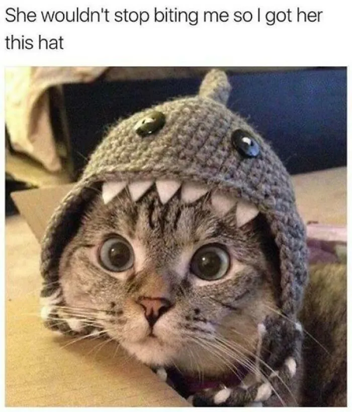 Cat Shark