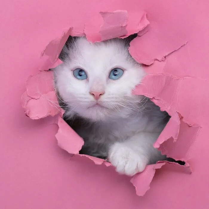 23 Photographs Of Cats Crossing A Paper Wall By Nils Jacobi
