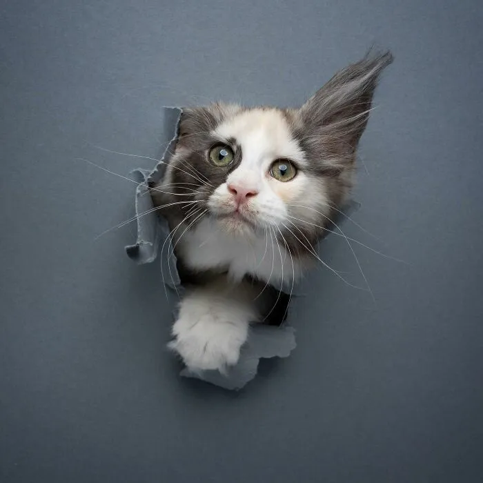 23 Photographs Of Cats Crossing A Paper Wall By Nils Jacobi