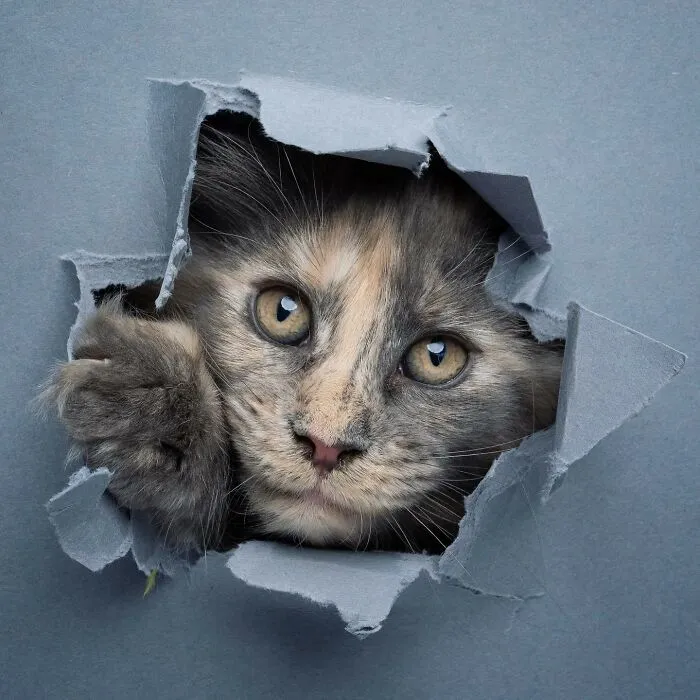 23 Photographs Of Cats Crossing A Paper Wall By Nils Jacobi
