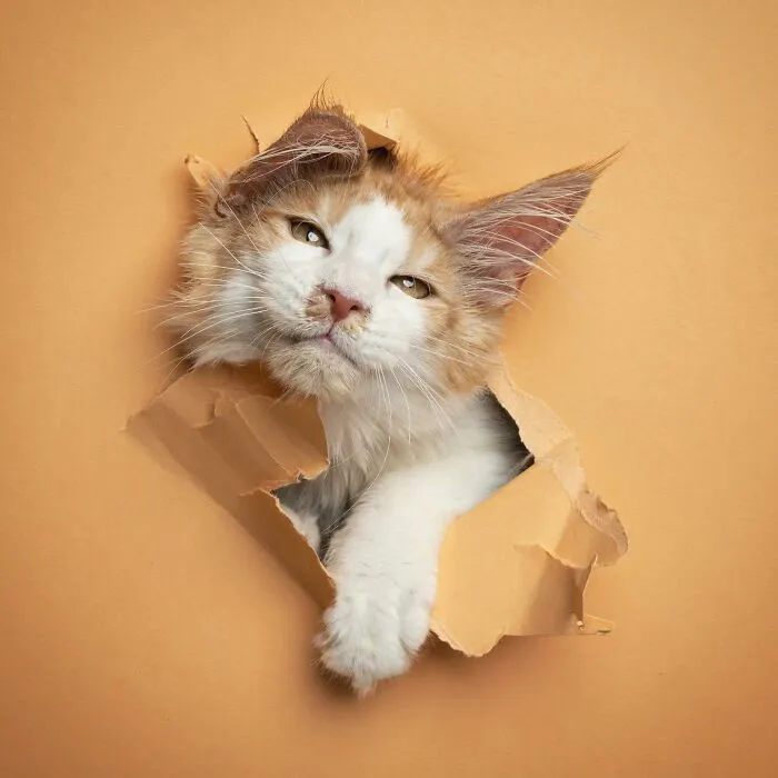 23 Photographs Of Cats Crossing A Paper Wall By Nils Jacobi