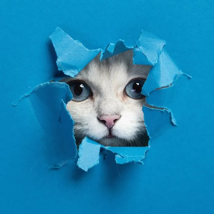 23 Photographs Of Cats Crossing A Paper Wall By Nils Jacobi
