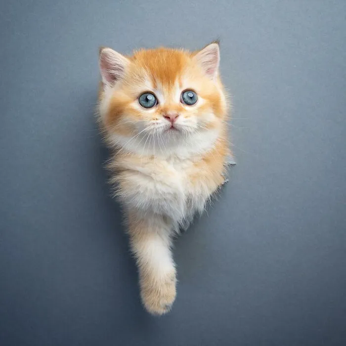 23 Photographs Of Cats Crossing A Paper Wall By Nils Jacobi