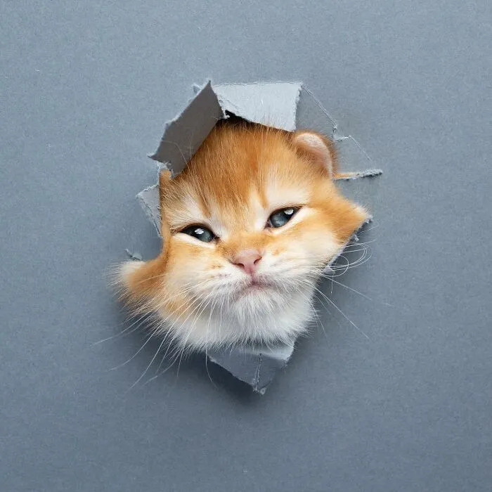 23 Photographs Of Cats Crossing A Paper Wall By Nils Jacobi