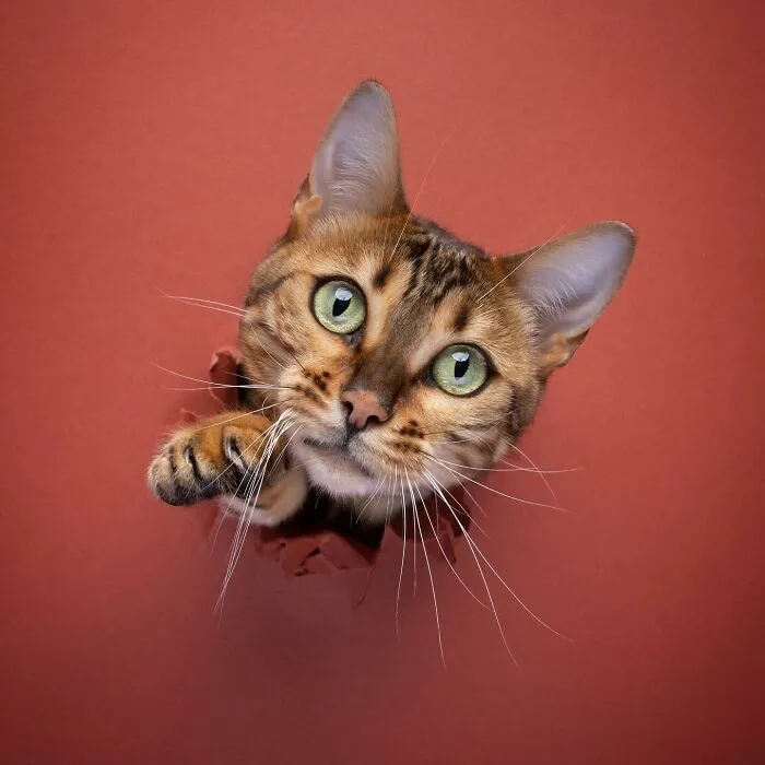 23 Photographs Of Cats Crossing A Paper Wall By Nils Jacobi
