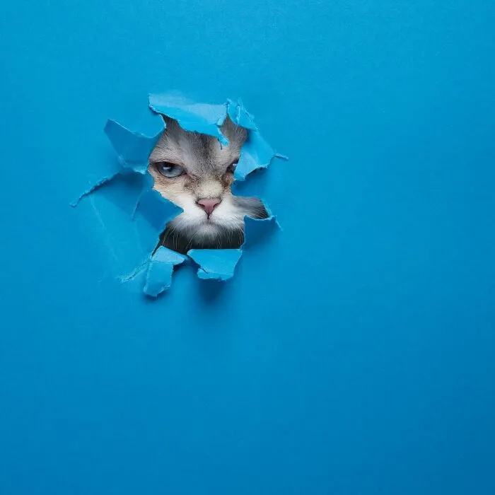 23 Photographs Of Cats Crossing A Paper Wall By Nils Jacobi