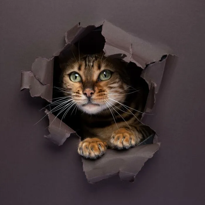 23 Photographs Of Cats Crossing A Paper Wall By Nils Jacobi