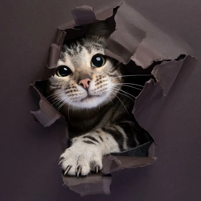 23 Photographs Of Cats Crossing A Paper Wall By Nils Jacobi