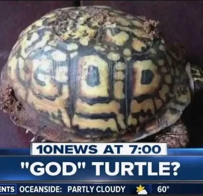 God Turtle - Companion That Boosts Defense By 400% And Shields Against "Undead" And "Demonic" Enemy Classes