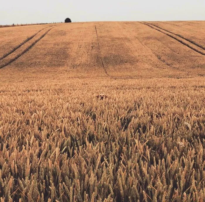 30 Photos That Look Normal At First Glance But Become Hilarious When You Catch The Small Details