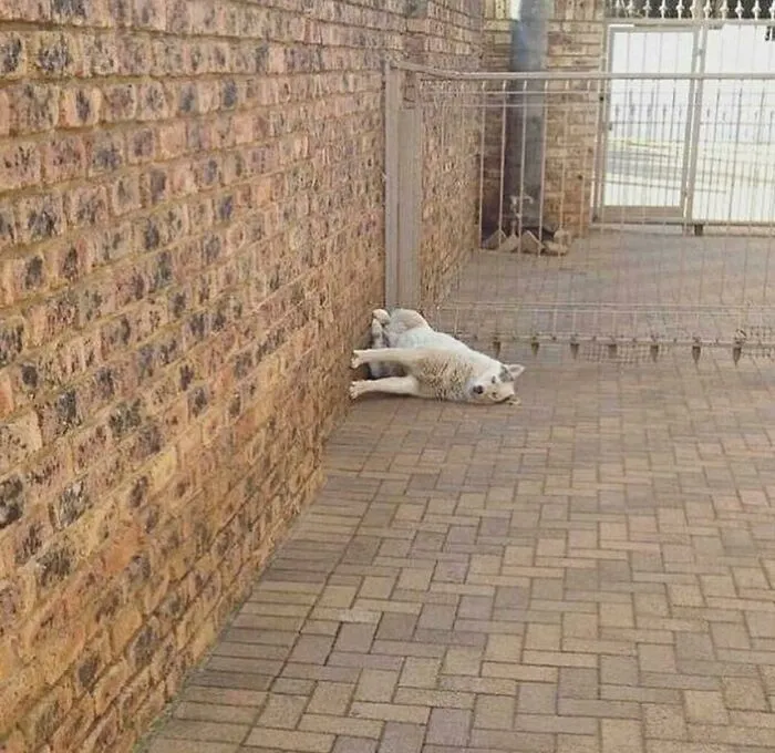 This Dog