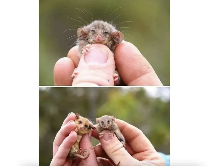 🔥 Rare Pygmy Possums Just Got Rediscovered After Fears That Bushfires Wiped Them Out