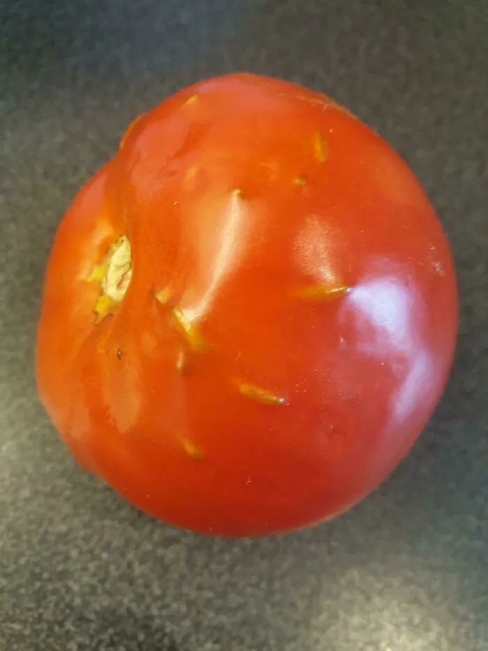 Sprouting Tomato