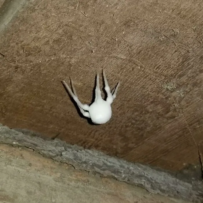 A "Zombie Spider" - Spider Covered In Fungus, Half-Dead, Half-Alive Which Can Crawl Around. Found In My Basement