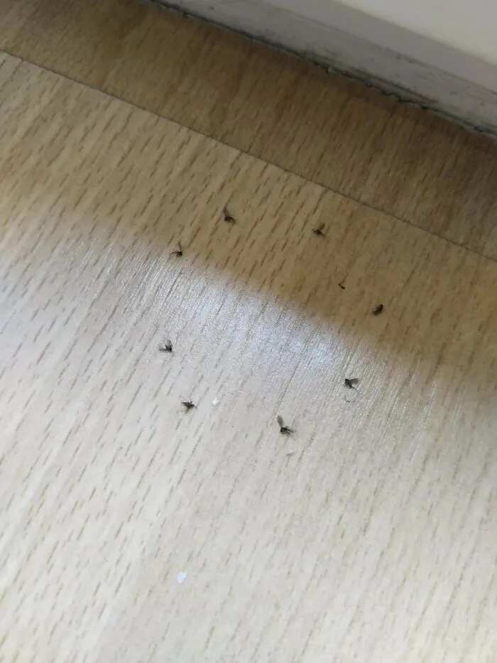 Found Flies Dead Making A Circle Near My Window. I Dont Use Traps, Bug Sprays Etc. There Was No Pesting Either. What Could Be Causing This?