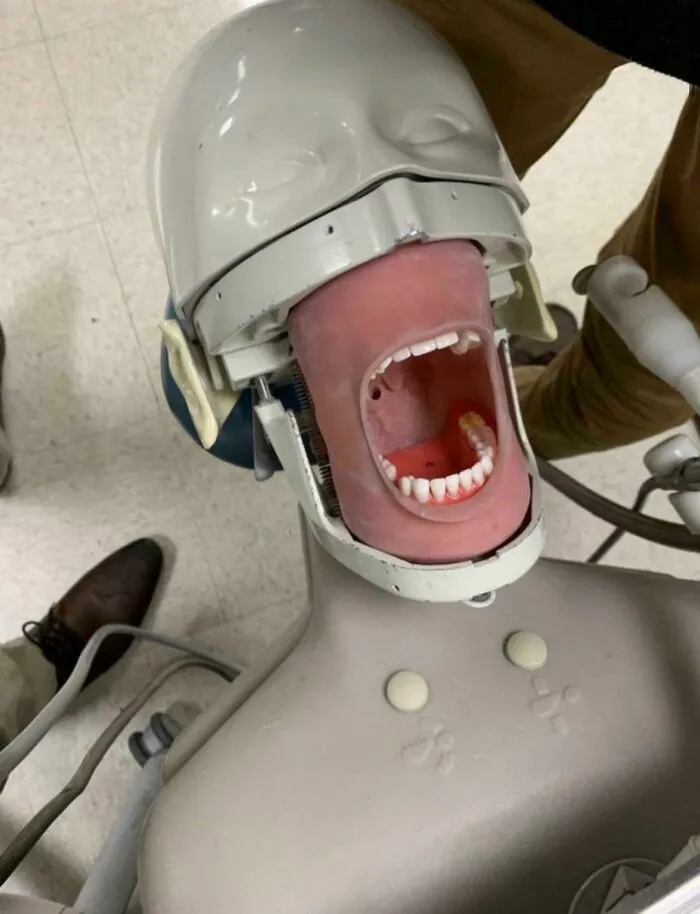 What Dentists Use For Training