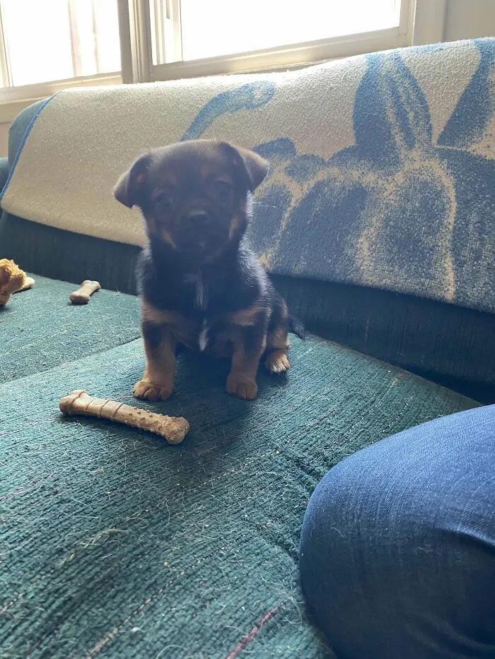 Newest Member Of The Family - Meet Daisy!