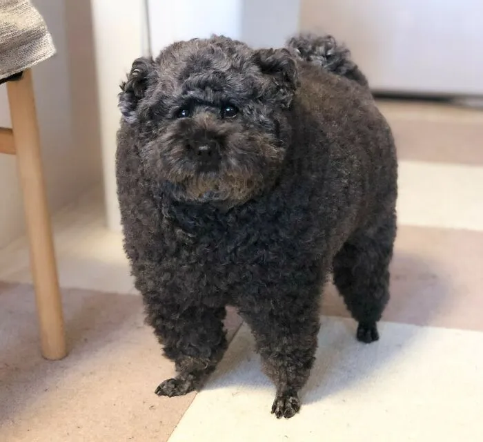 This Dog