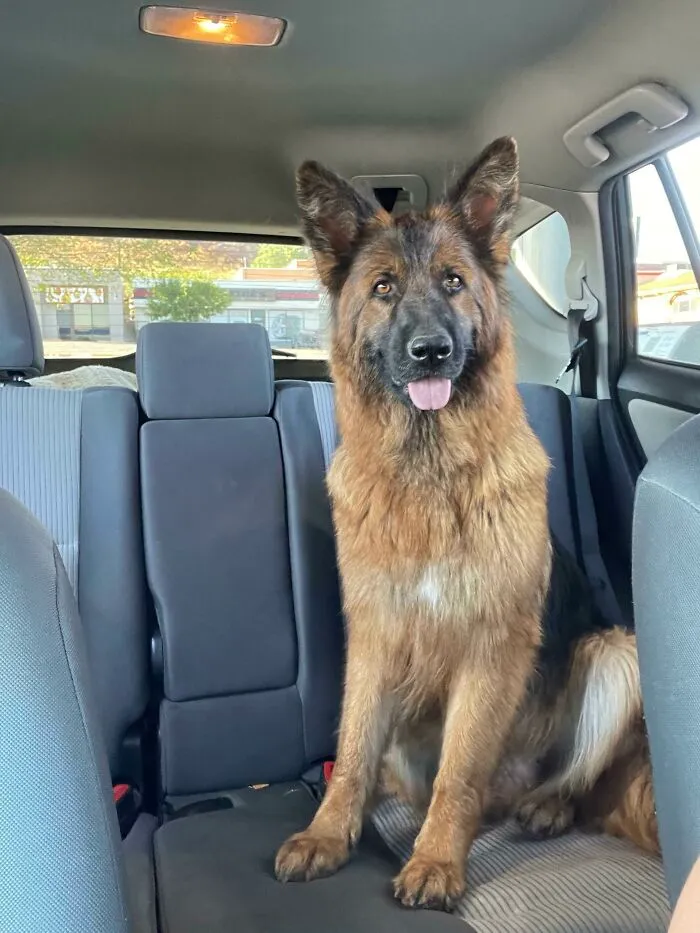 Rescued This Girl Yesterday. She Doesn’t Have A Name. Any Ideas?