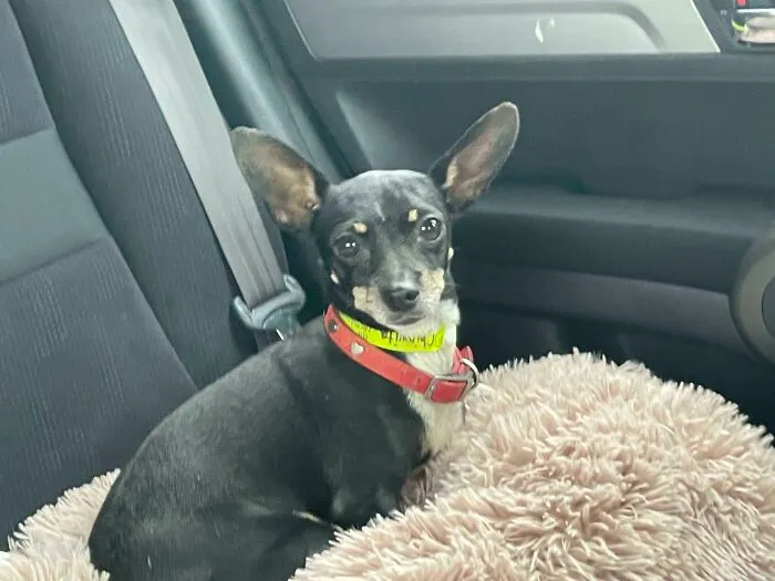 Meet The Newest Member Of Our Family, Nori!