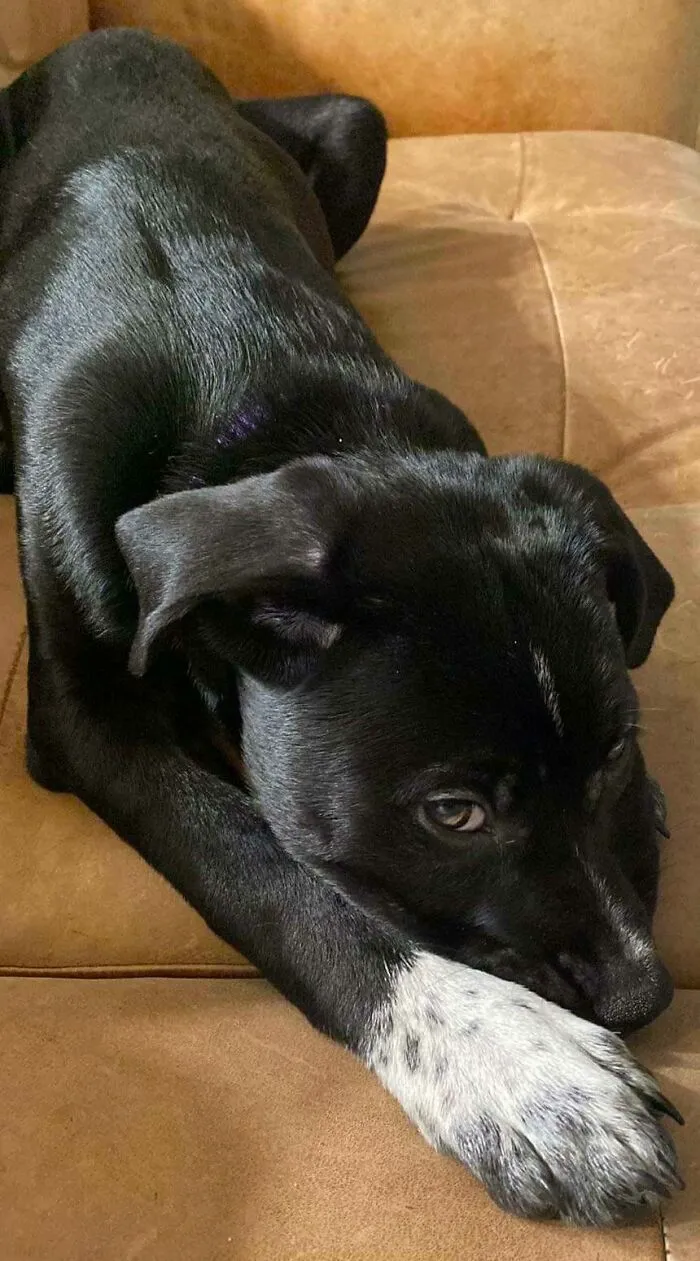 Newly Adopted. So Timid But Such A Sweetheart!