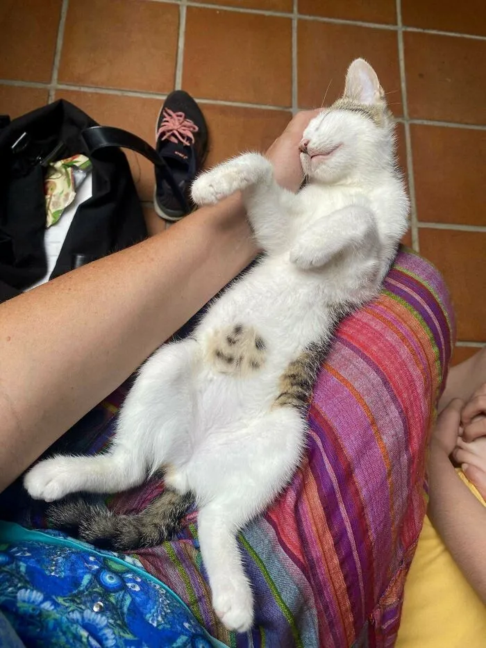 Look At This Little Cookie On His Stomach! Adopted Him Yesterday And Love Him So Much Already