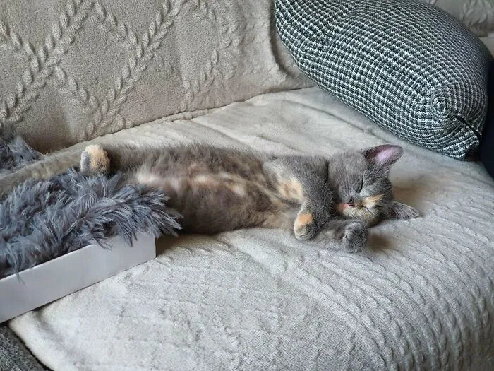 Our First Kitty And Really Overwhelmed By Her Love.. This Is Her After The First Hour Of Exploring And Playing 