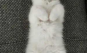 50 Adorable Pets Feeling At Home After Getting Adopted (July Edition)