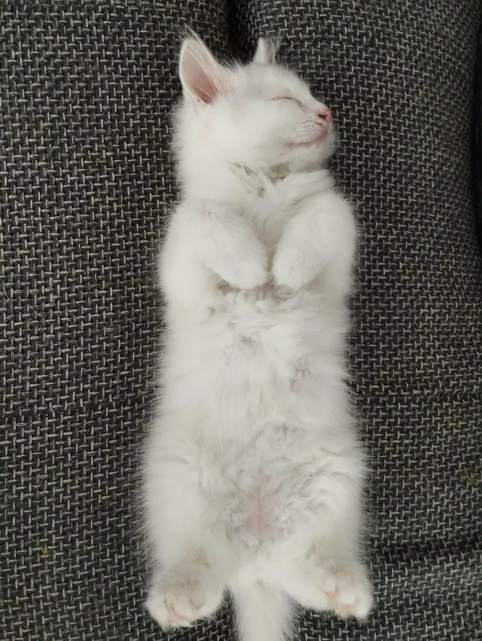 Just Adopted This Small Fella