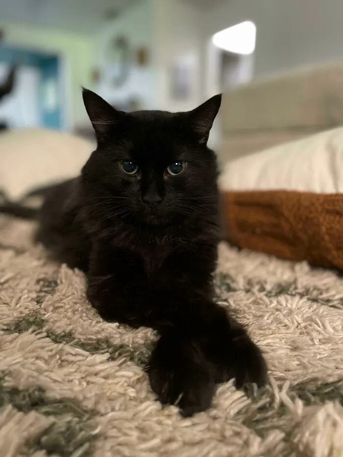 We Swore This Time We Were Only Going To Foster. Failed Again