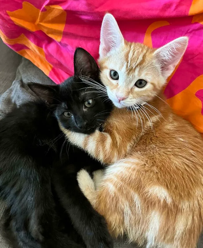 Meet Jake & Finn. My Newly Adopted Brothers That Have Stolen My Heart!