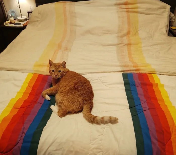 I'd Been Looking For A Replacement Blanket For My Favorite Wamsutta Comforter. Top Is The One In Use For 40+ Years. Bottom Is The Replacement