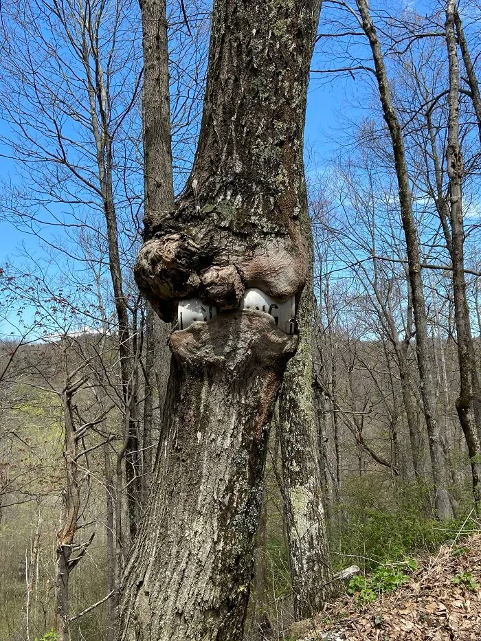 Este árbol se ha comido una señal de tráfico