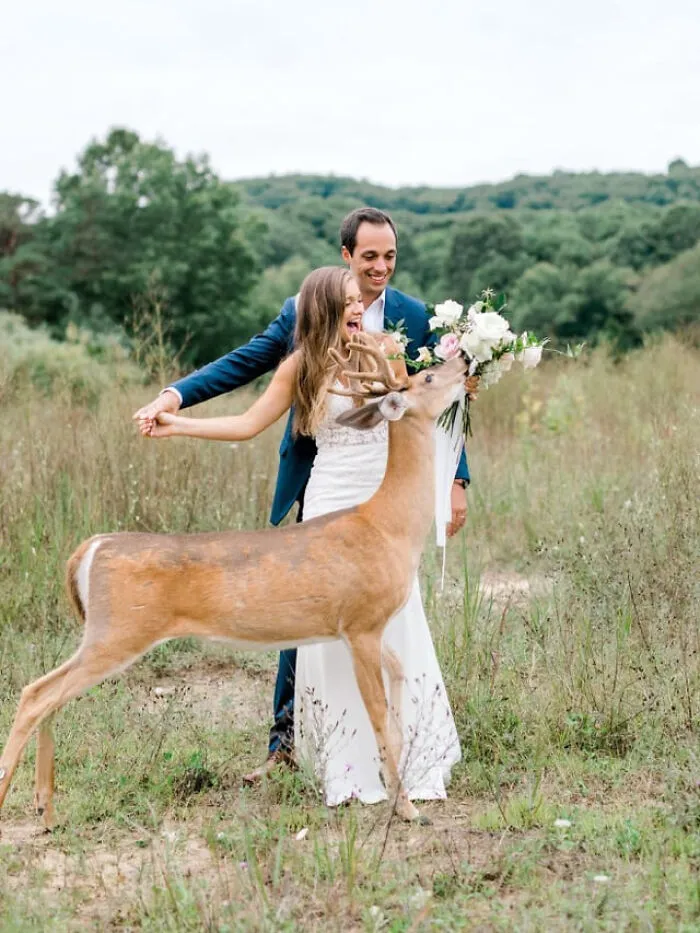 Ciervo interrumpiendo una sesión de fotos de bodas