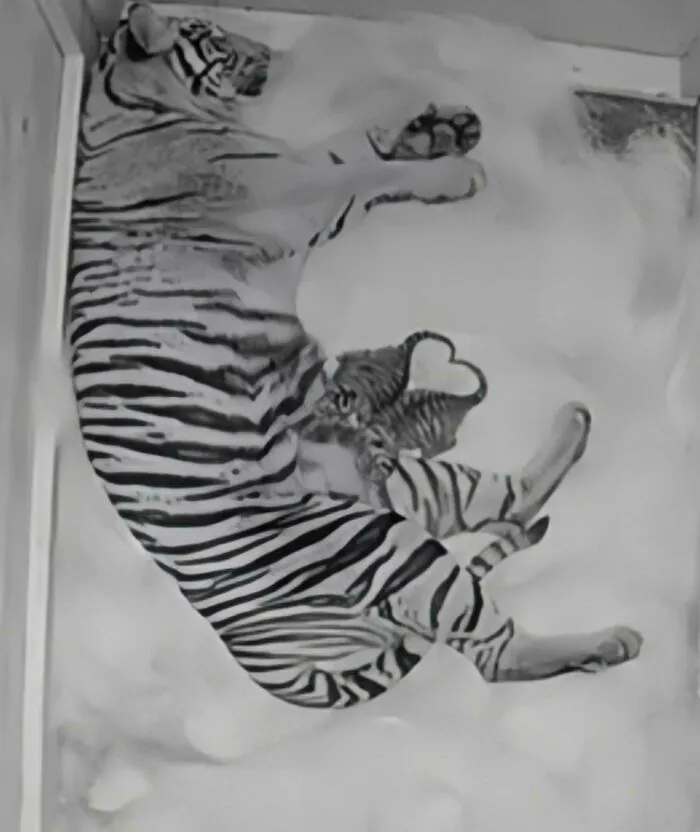 Tigre adulto descansando con cachorro en ambiente cerrado, escena tierna de animales adorables para alegrarte el día.