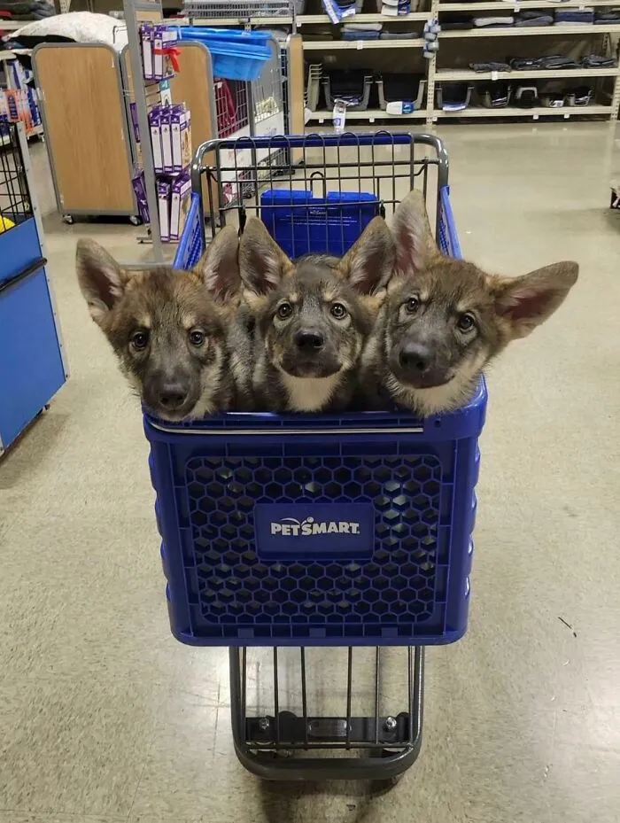 Three adorable puppies sitting inside a Petsmart shopping cart, showcasing some of the cutest dogs ever.
