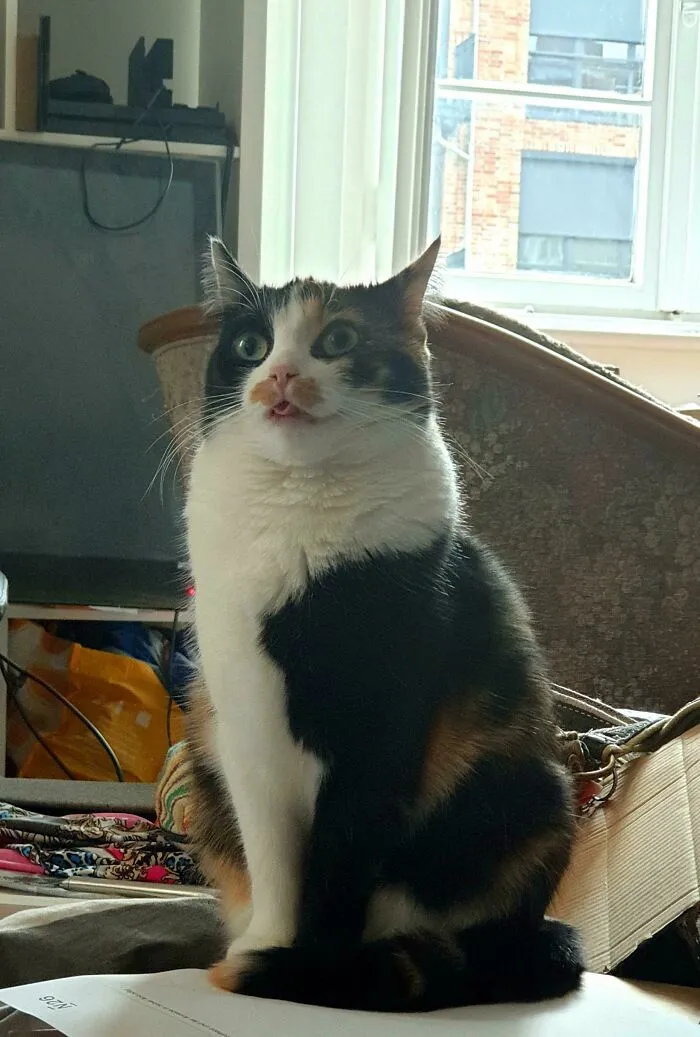 Calico cat sitting indoors with wide eyes and tongue slightly out, one of the cutest cats to melt your heart.