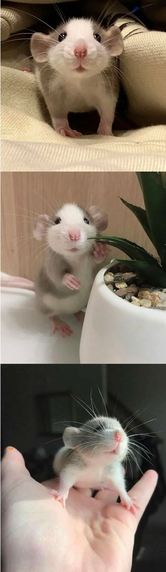 Ratoncito
