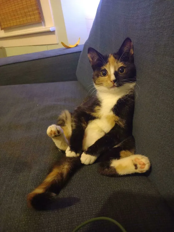 Lilu My Cat