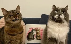 50 Aww-Inducing Pics Of Cats That Are Impossible Not To Enjoy