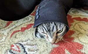 50 Times Cats Made Their Owners Laugh And They Just Had To Share Pics Online