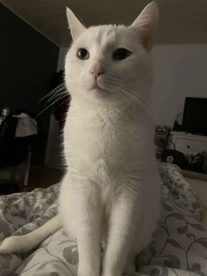 White cat sitting on a patterned blanket indoors, showcasing one of the cutest cats with a heart-melting expression.